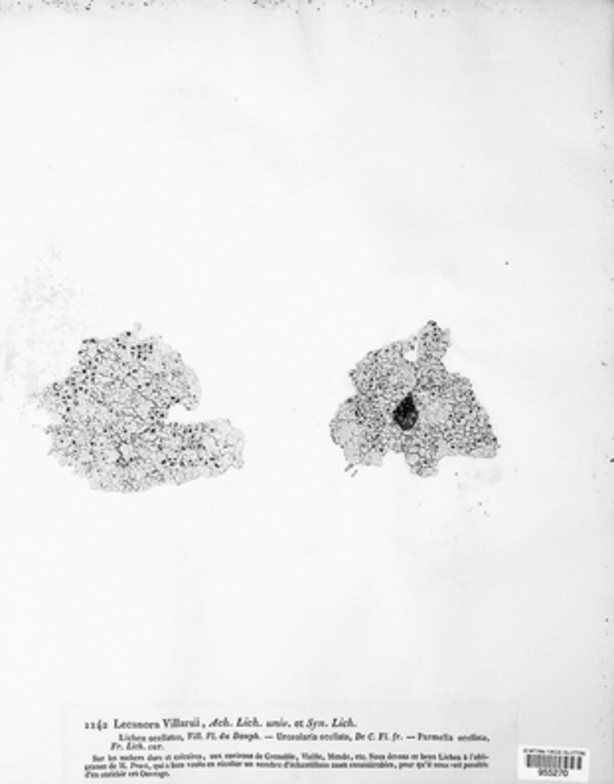 Xalocoa ocellata image